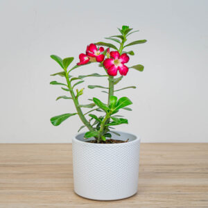 Róża pustyni (adenium obesum)