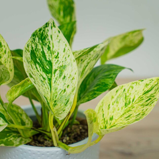 Mała Szklarnia Mała Szklarnia