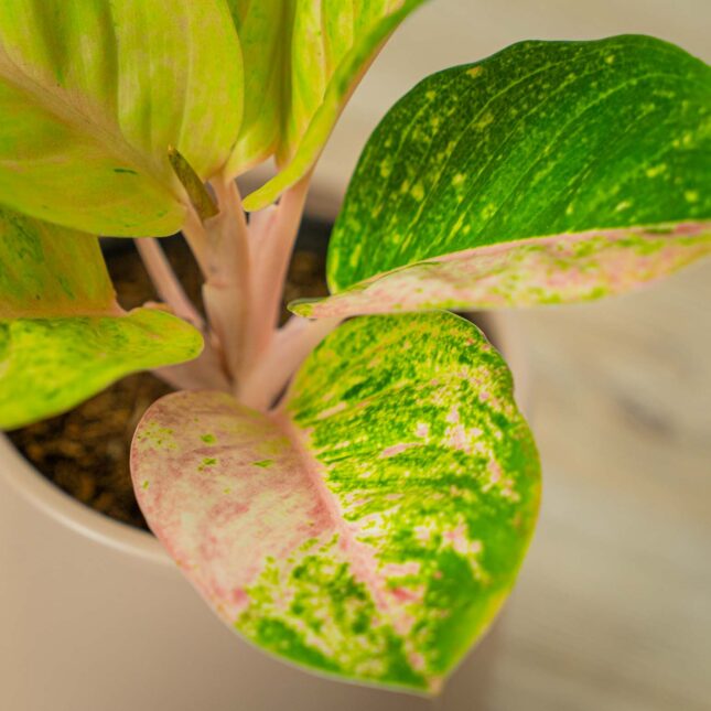 Mała Szklarnia Mała Szklarnia