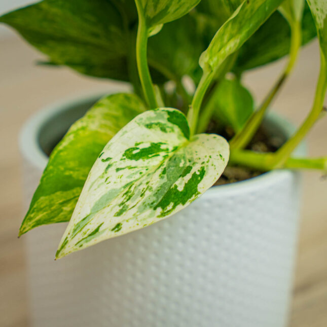 Mała Szklarnia Mała Szklarnia