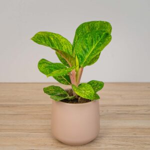 Aglaonema apple green