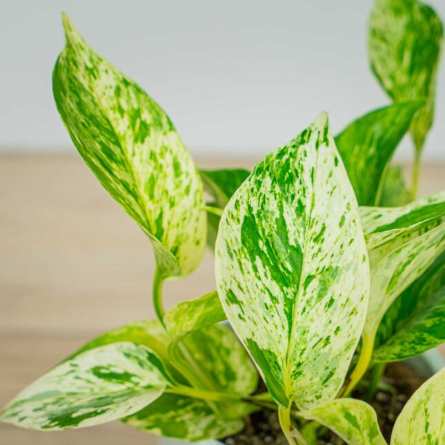 Mała Szklarnia Mała Szklarnia