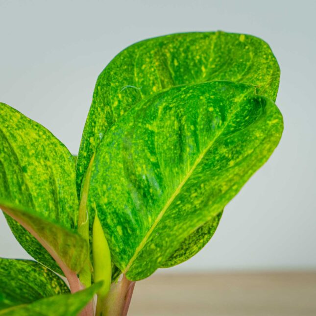 Mała Szklarnia Mała Szklarnia