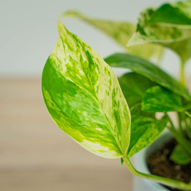 Mała Szklarnia Mała Szklarnia