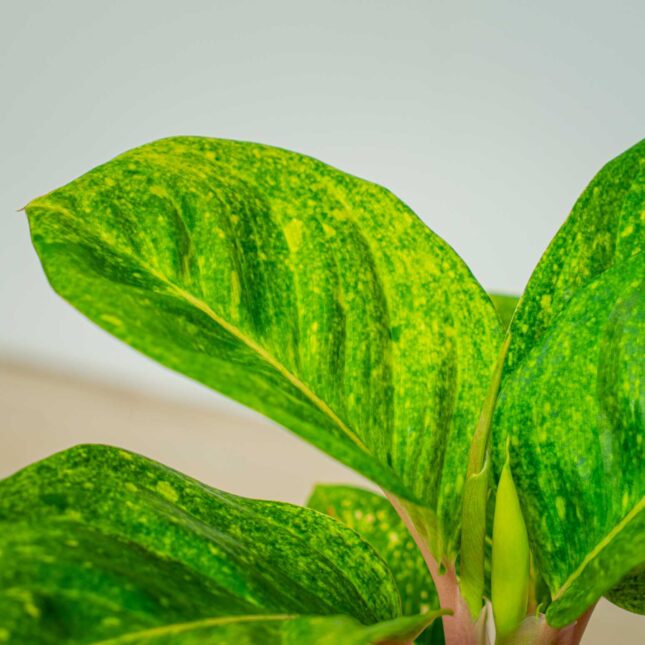 Mała Szklarnia Mała Szklarnia