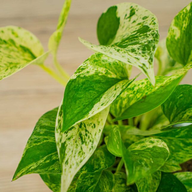 Mała Szklarnia Mała Szklarnia