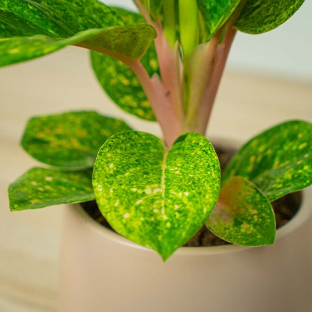 Mała Szklarnia Mała Szklarnia