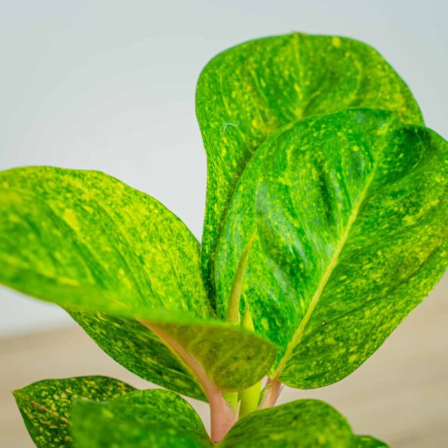 Mała Szklarnia Mała Szklarnia