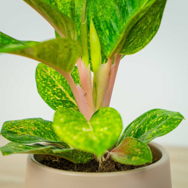 Mała Szklarnia Mała Szklarnia