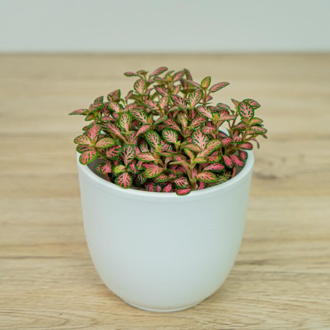 Mała Szklarnia Mała Szklarnia