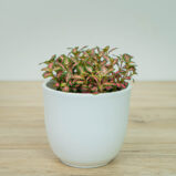 Fittonia mosaic pink forest flame