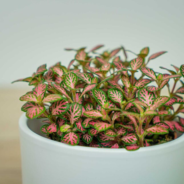 Mała Szklarnia Mała Szklarnia