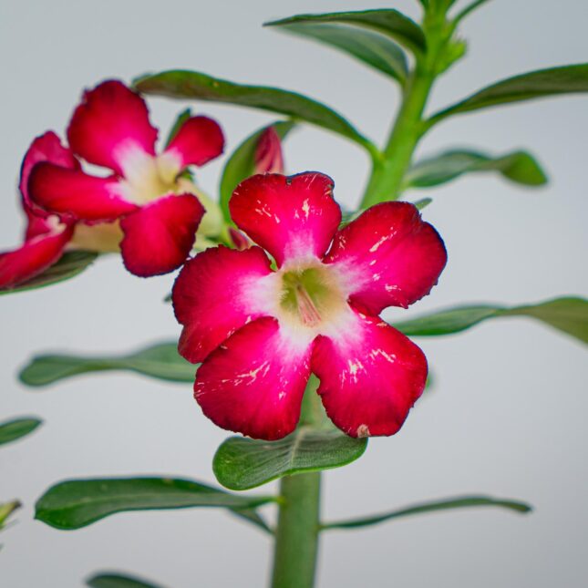 Mała Szklarnia Mała Szklarnia