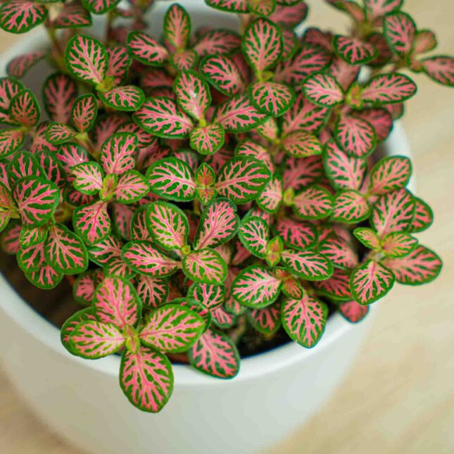 Mała Szklarnia Mała Szklarnia