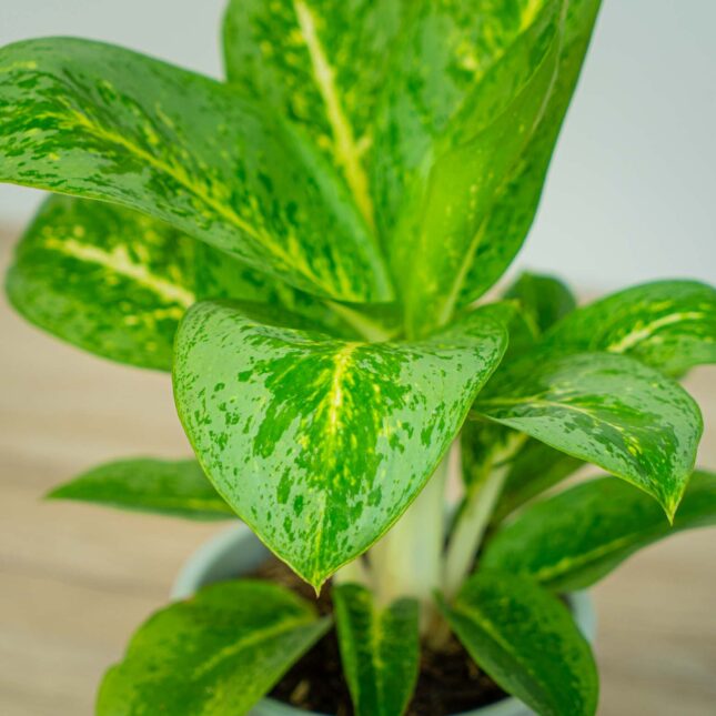 Mała Szklarnia Mała Szklarnia