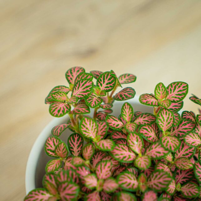 Mała Szklarnia Mała Szklarnia