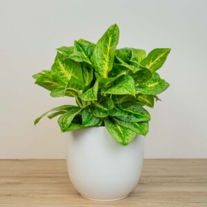 Aglaonema lemon mint