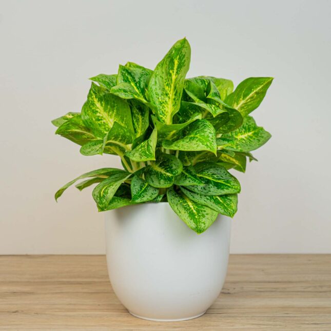 Aglaonema lemon mint