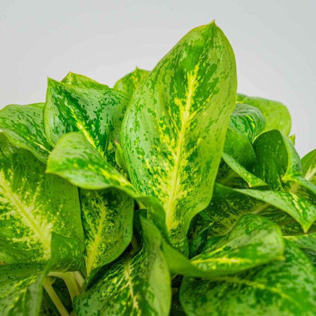 Mała Szklarnia Mała Szklarnia