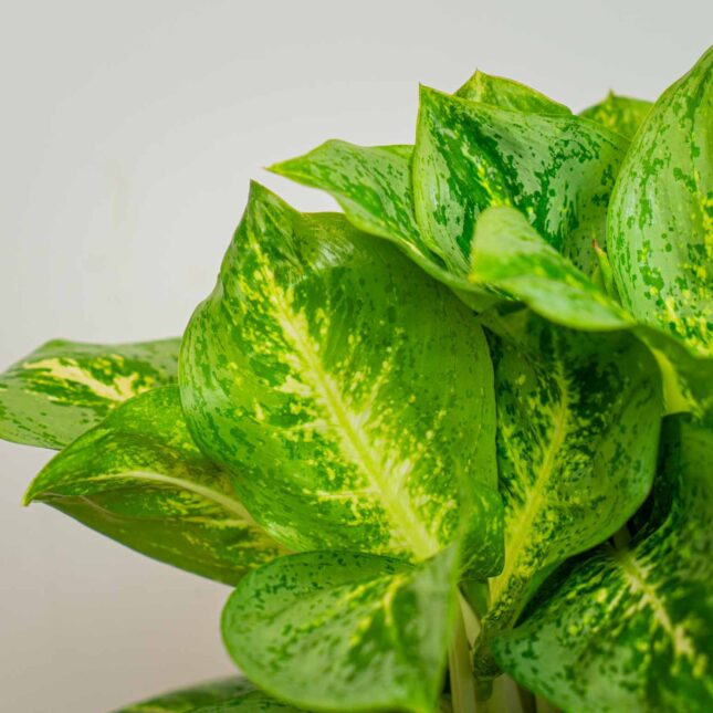 Mała Szklarnia Mała Szklarnia