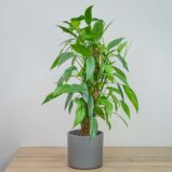 Epipremnum pinnatum cebu blue