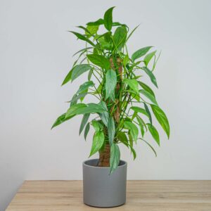 Epipremnum pinnatum cebu blue