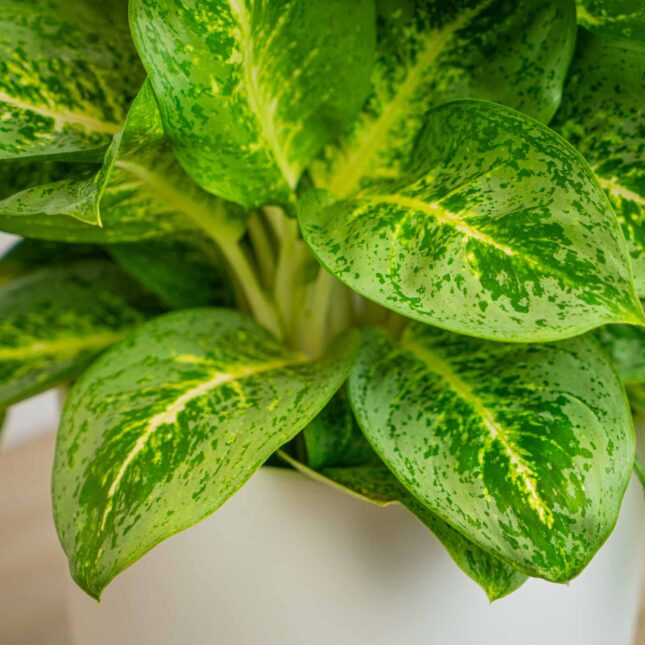 Mała Szklarnia Mała Szklarnia