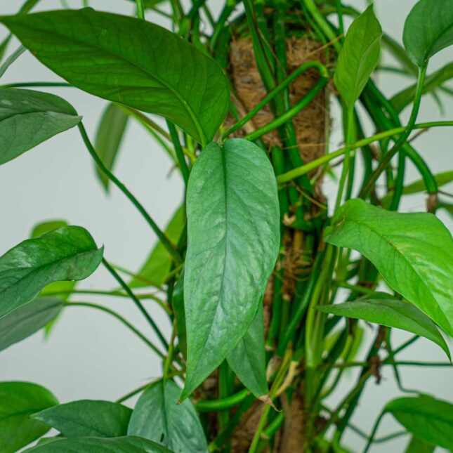 Mała Szklarnia Mała Szklarnia