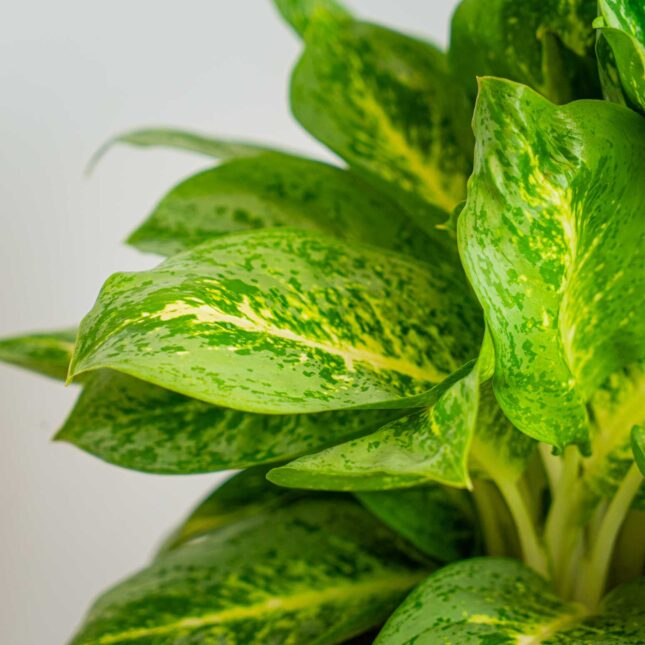 Mała Szklarnia Mała Szklarnia