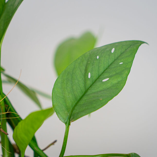 Mała Szklarnia Mała Szklarnia