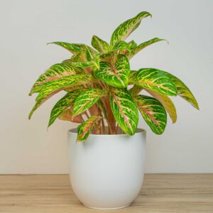Aglaonema eyecatcher