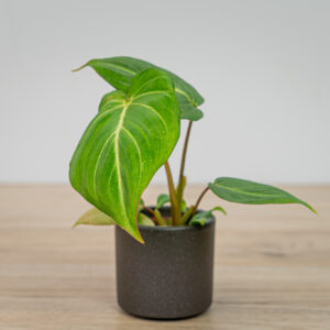 Philodendron gloriosum baby