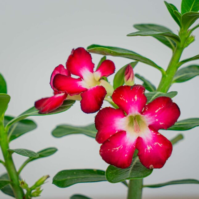 Mała Szklarnia Mała Szklarnia