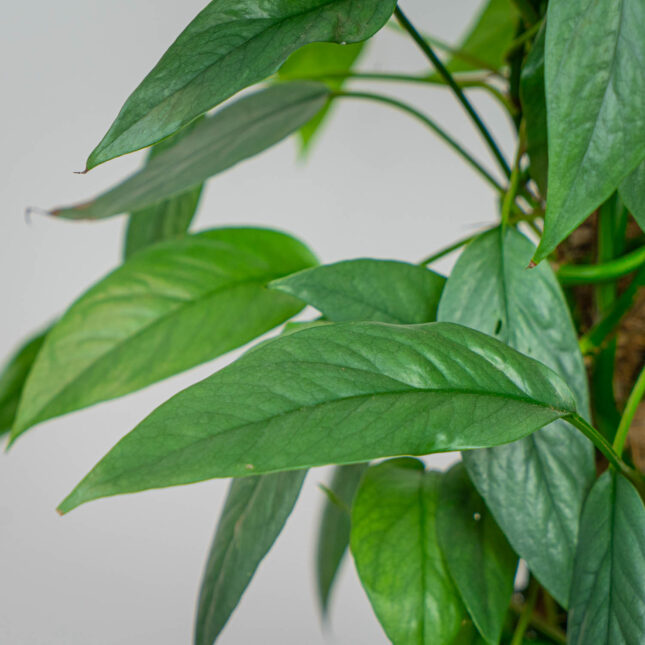 Mała Szklarnia Mała Szklarnia