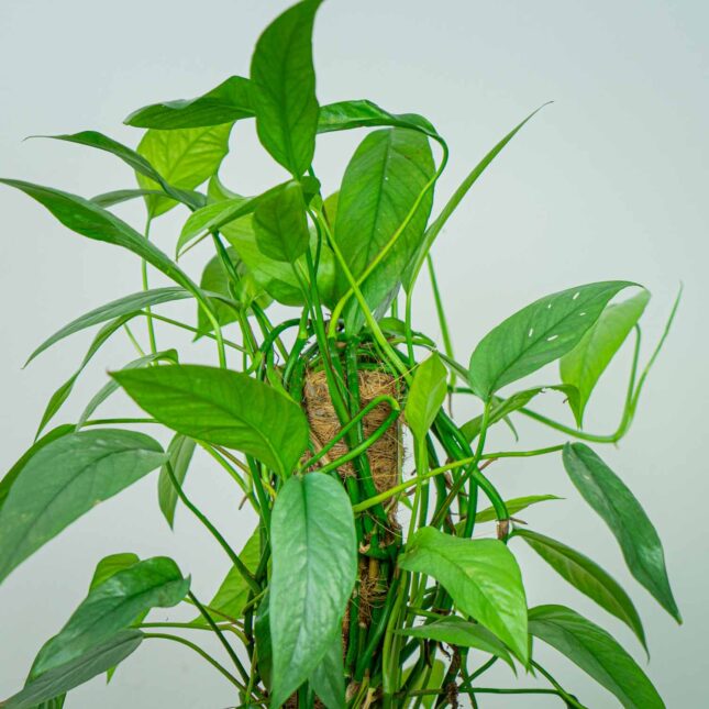 Mała Szklarnia Mała Szklarnia