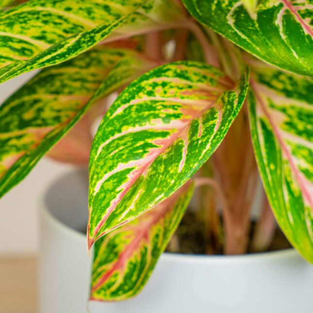 Mała Szklarnia Mała Szklarnia