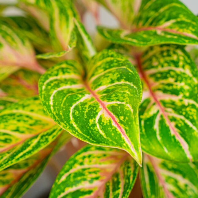 Mała Szklarnia Mała Szklarnia