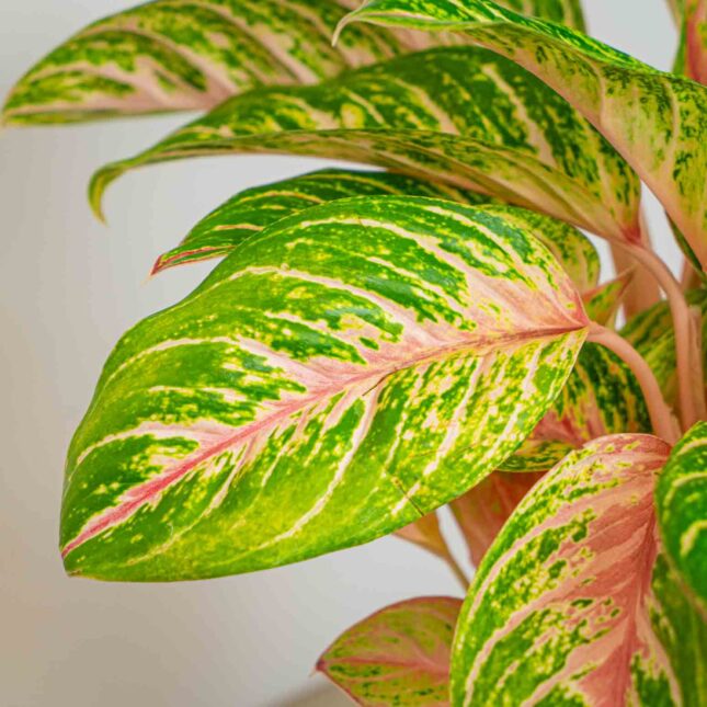 Mała Szklarnia Mała Szklarnia