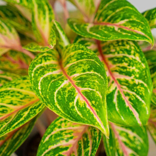 Mała Szklarnia Mała Szklarnia