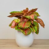 Aglaonema painted celebration