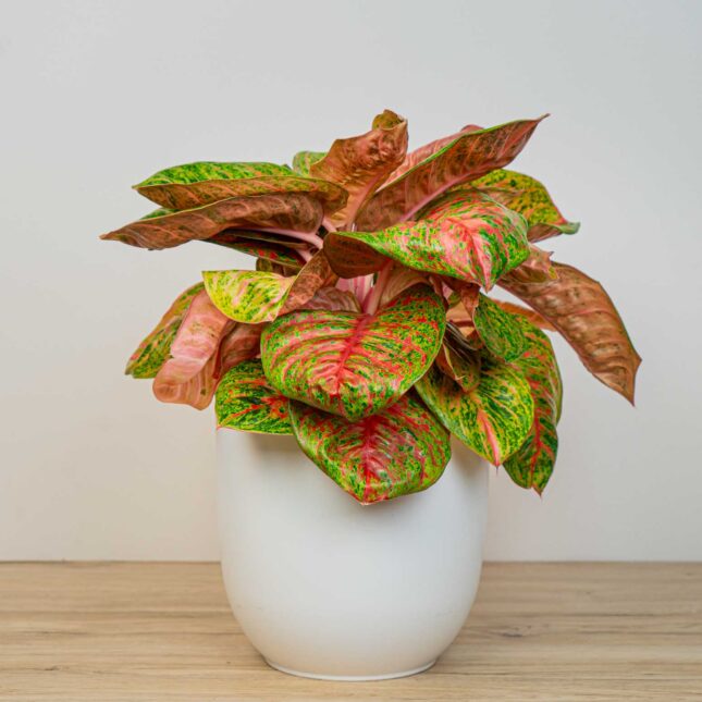 Aglaonema painted celebration