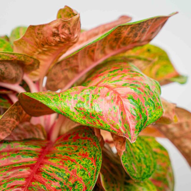 Mała Szklarnia Mała Szklarnia