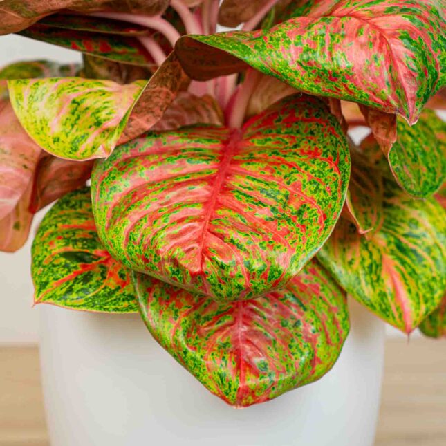 Mała Szklarnia Mała Szklarnia