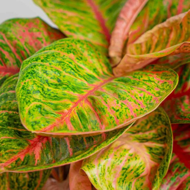 Mała Szklarnia Mała Szklarnia