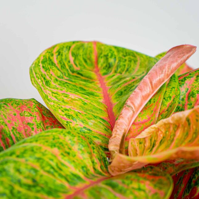 Mała Szklarnia Mała Szklarnia