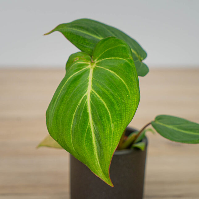 Mała Szklarnia Mała Szklarnia