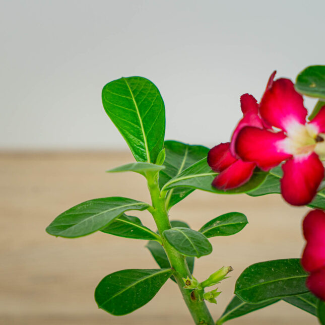 Mała Szklarnia Mała Szklarnia