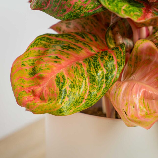 Mała Szklarnia Mała Szklarnia