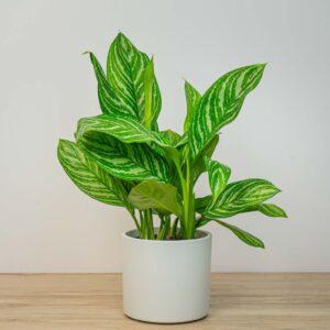 Aglaonema stripes