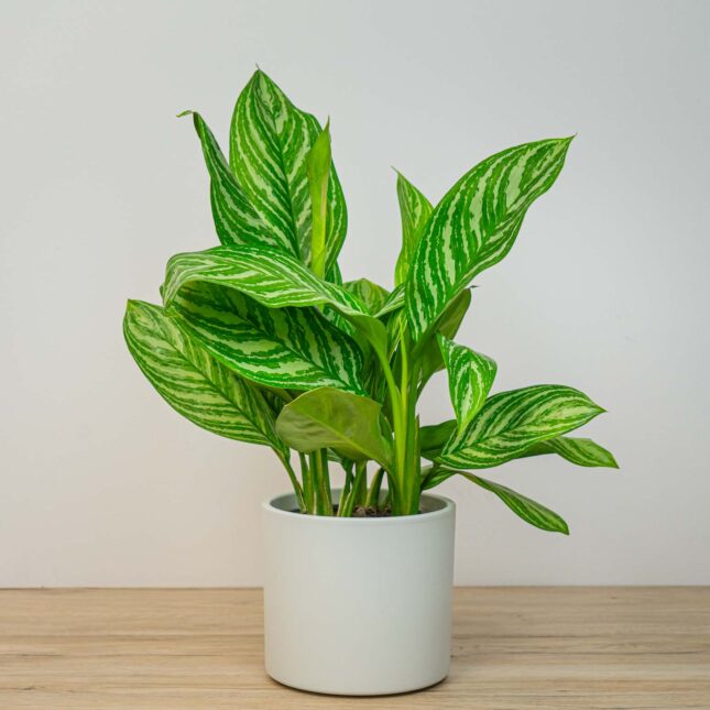 Aglaonema stripes